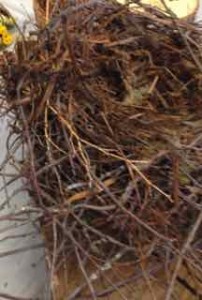 nest 1