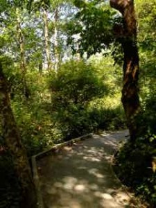 forest 2