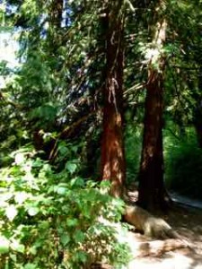 forest 3