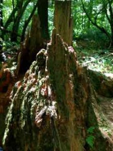 forest 4