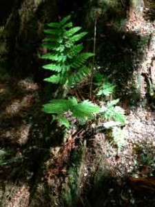 forest 6