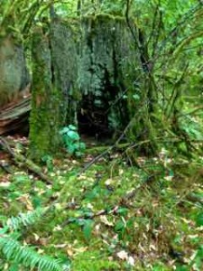 forest 8