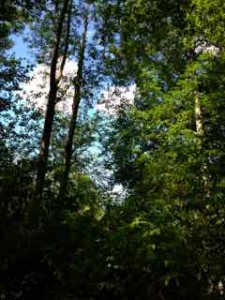 trees and clouds1